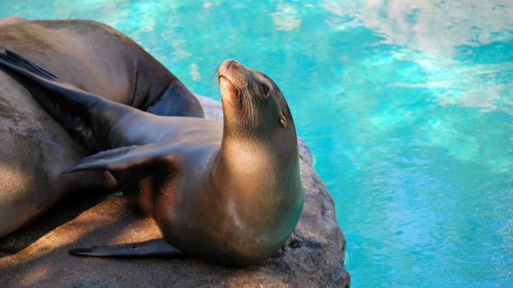 where to see sea lions in California
