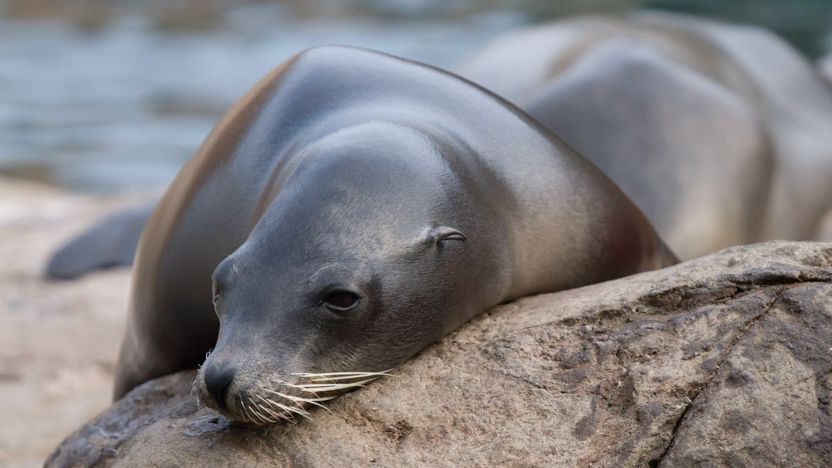 Where To See Seals In California Complete Guide Traveller's Elixir