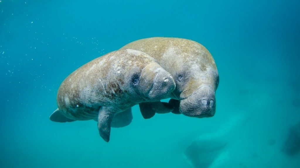where to see manatees in Puerto Rico featured image