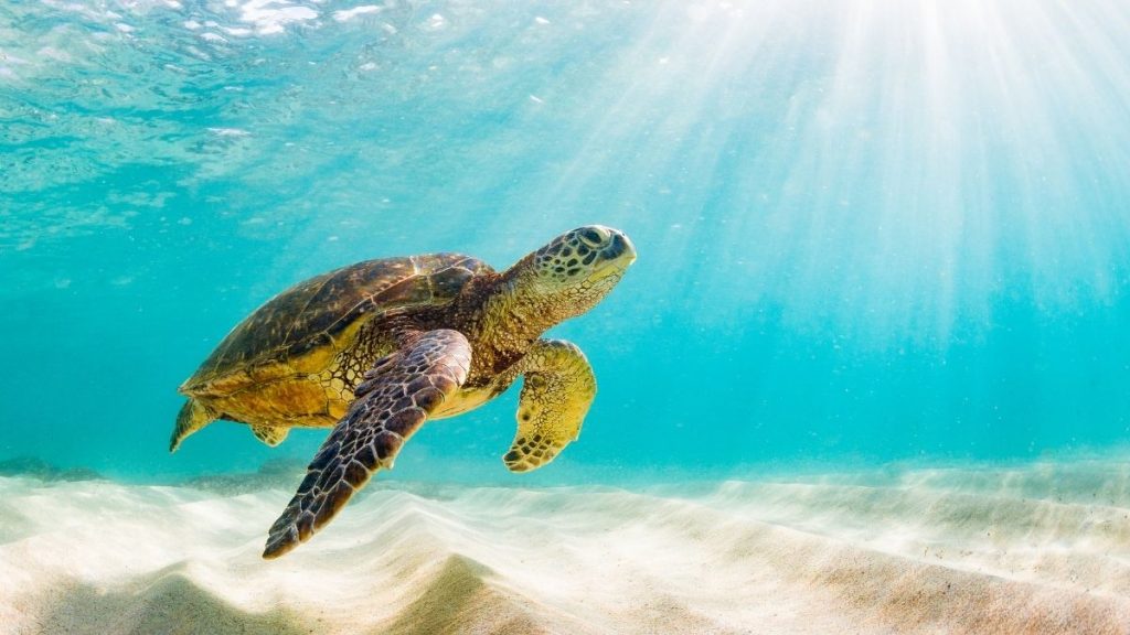 where to see sea turtles in Puerto Rico
