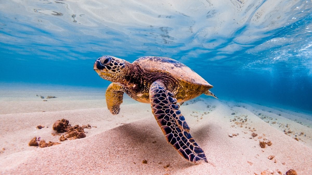 sea turtle tourism
