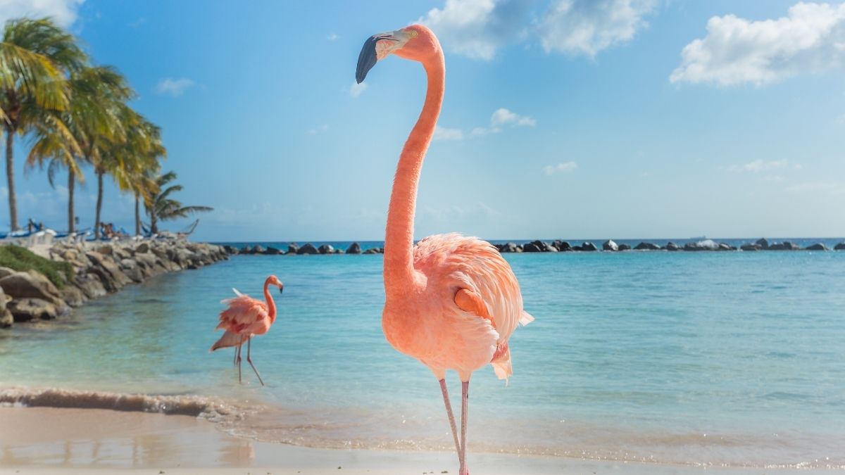 Where To See Flamingos In The Bahamas - Complete Guide - Traveller's Elixir
