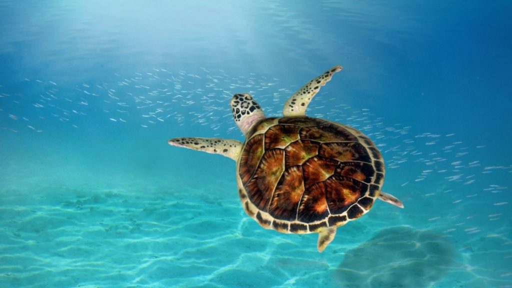 where to see sea turtles in the Bahamas featured image