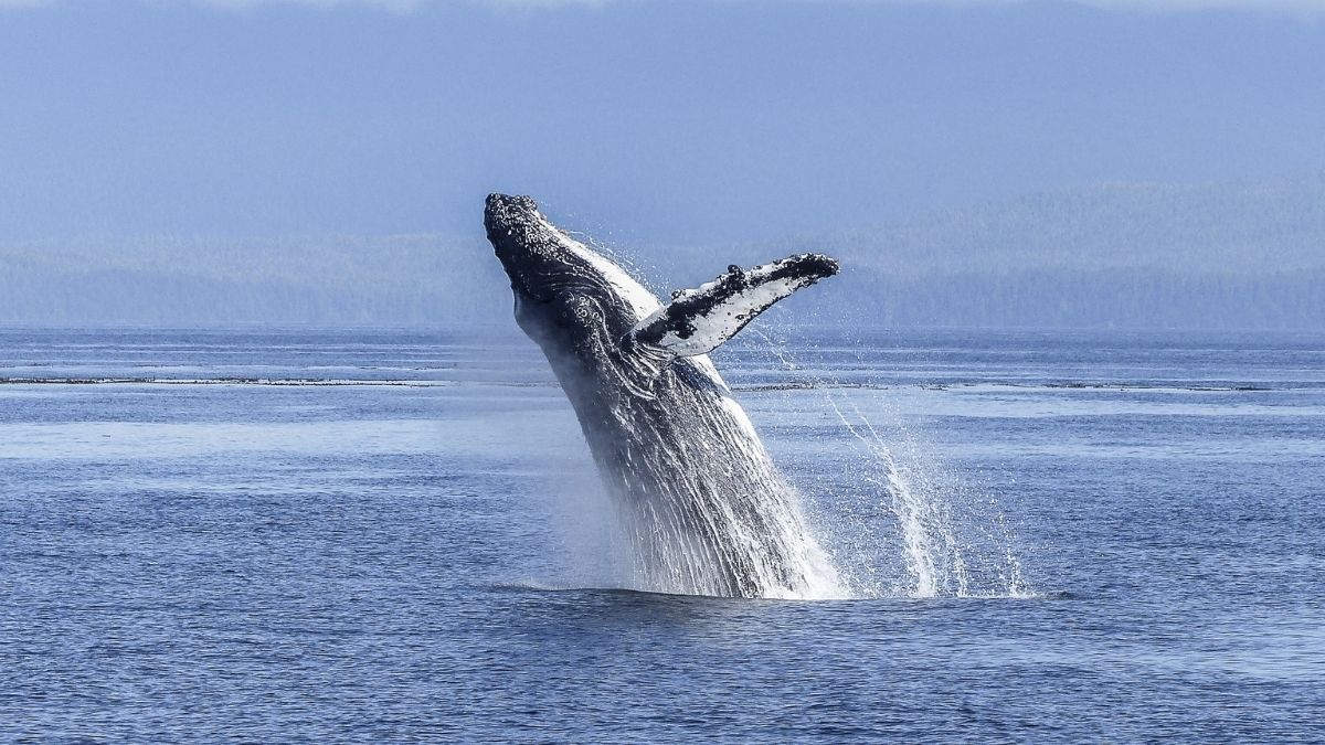 where to see whales on the San Juan Islands - featured image