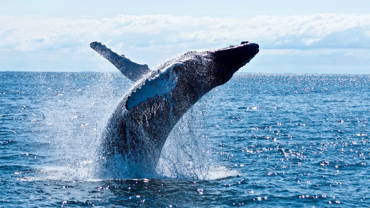 where to see whales in Washington - featured image