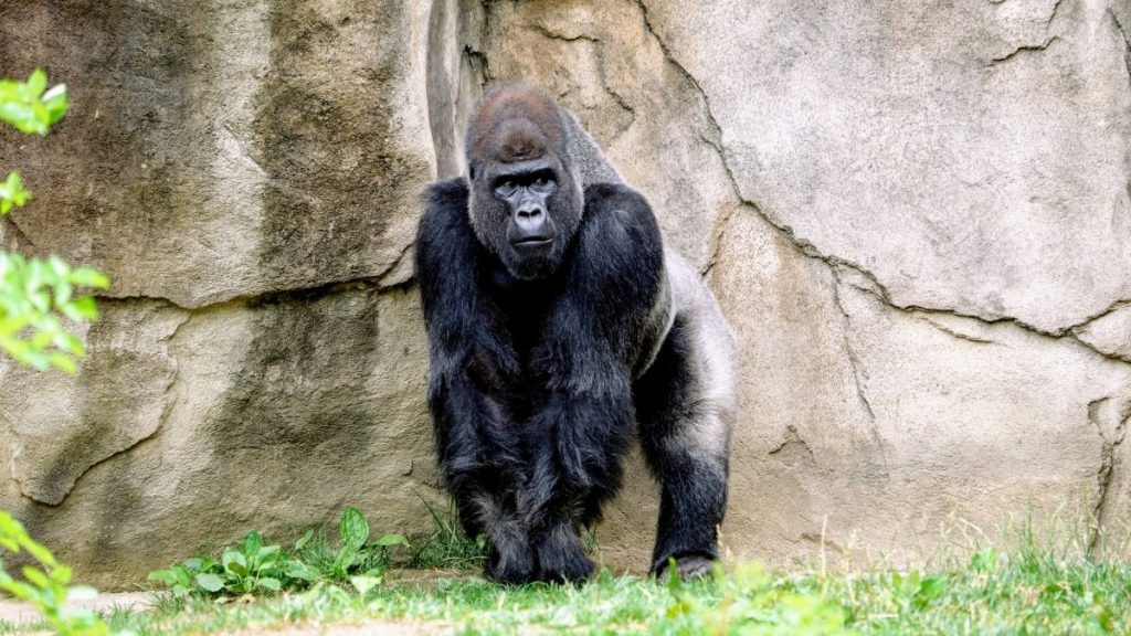 where to see gorillas in the USA - featured image