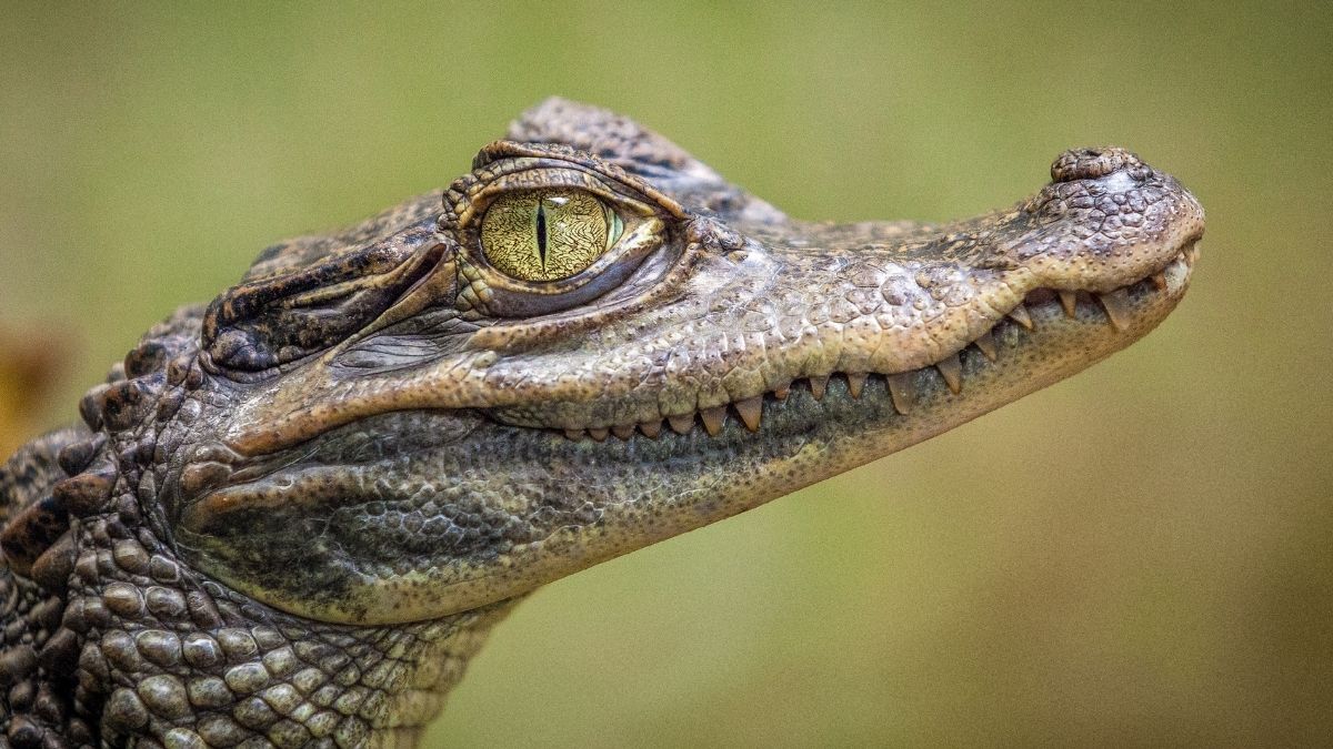 where to see crocodiles and alligators in California - featured image