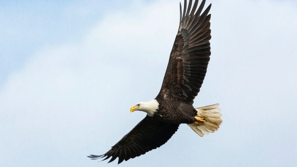 where to see bald eagles in Iowa - featured image