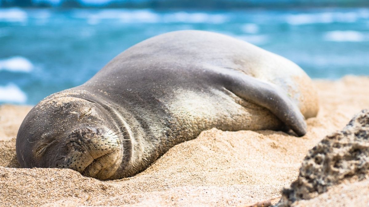 where to see seals in Hawaii - featured image