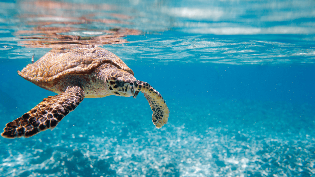where to see turtles in Cabo San Lucas - featured image