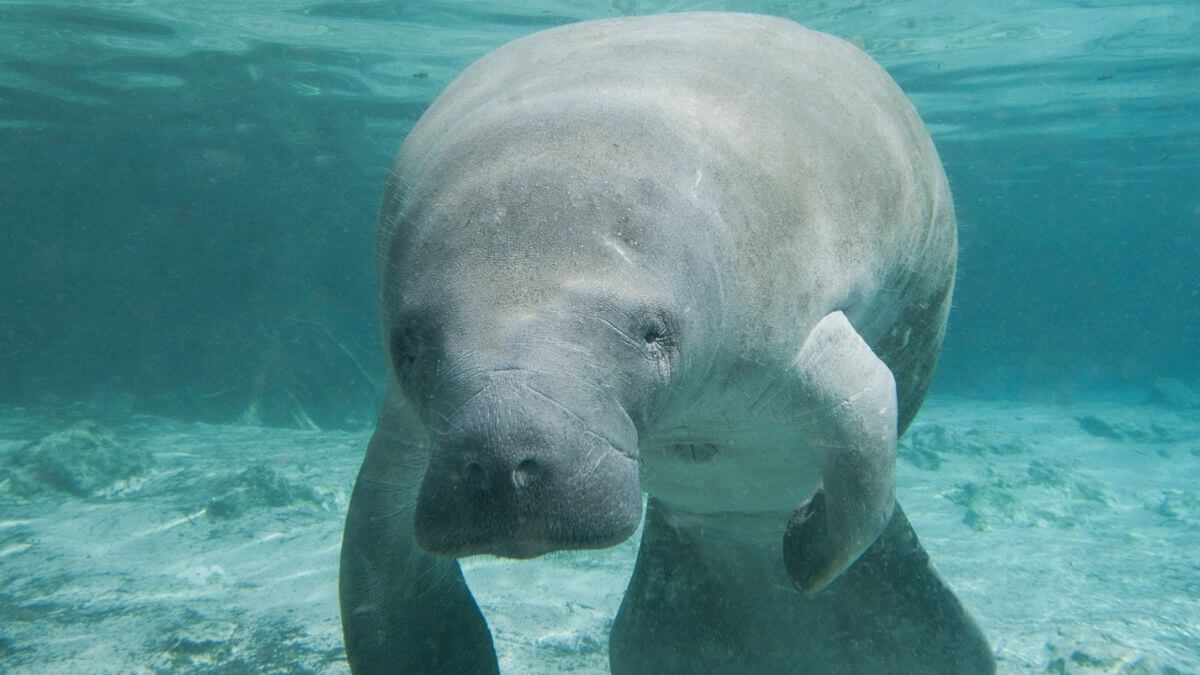 where to see manatees in Key West - featured image