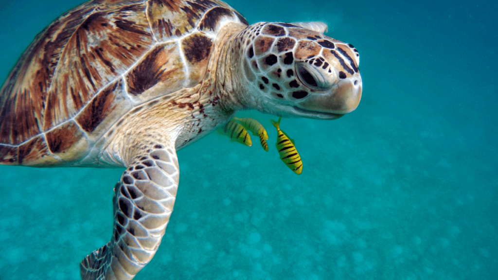 where to see turtles in Tulum - featured image