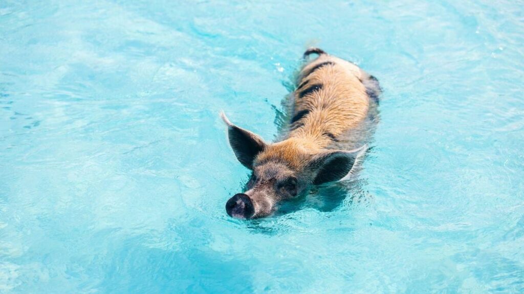 can you swim with pigs in Bora Bora - featured image