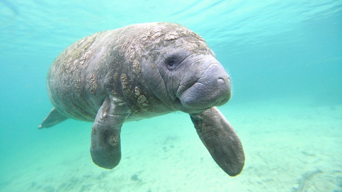 where to see manatees in Fort Lauderdale - featured image