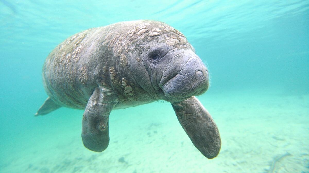 Where to see manatees in fort lauderdale complete guide traveller s