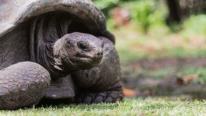 Where to see giant tortoises in the Seychelles - featured image
