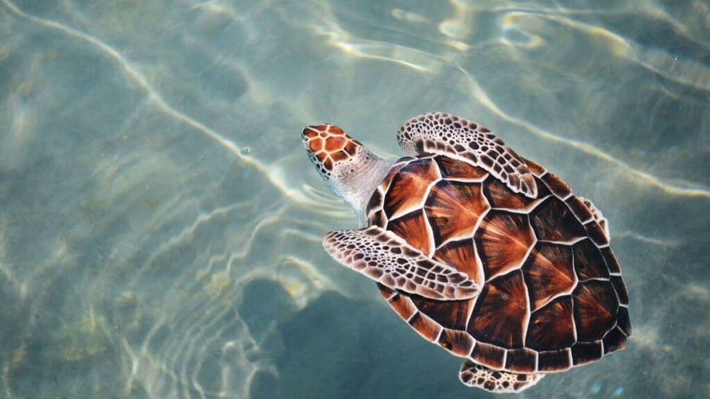 where to see turtles in Greece - featured image
