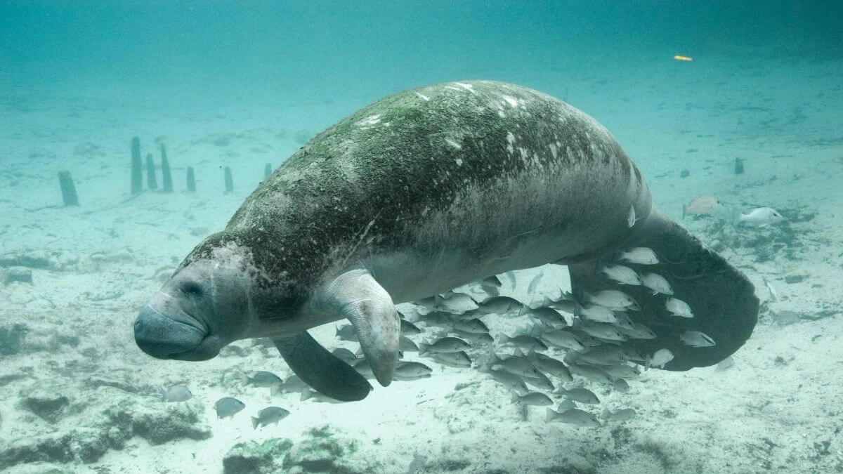 where to see manatees in Miami - featured image