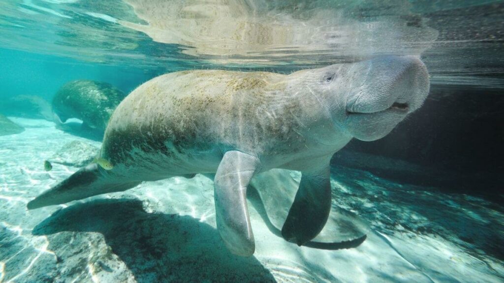where to see manatees in Marco Island - featured image
