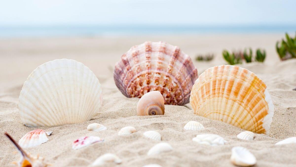 Shelling in Key West & the Florida Keys - featured image