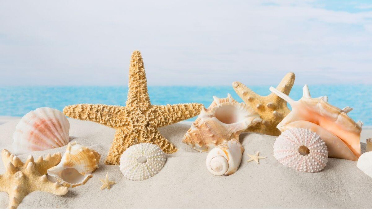 shelling in Destin, Florida - featured image