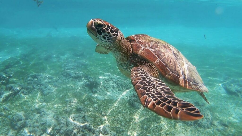 Where to see turtles in Rarotonga - featured image