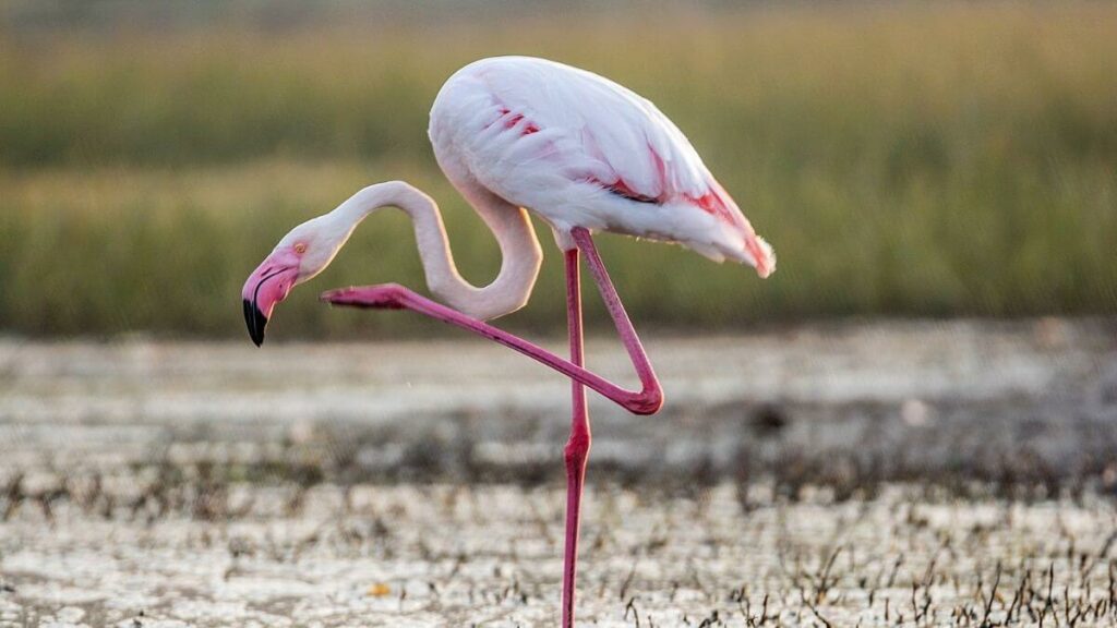 where to see flamingos in Sardinia - featured image