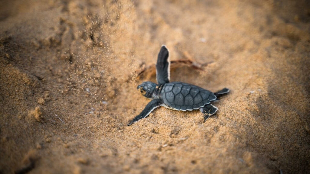 where to see turtles in Pensacola - featured image