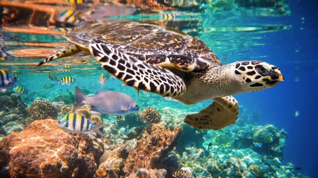 where to see turtles in Providenciales, Turks and Caicos - featured image
