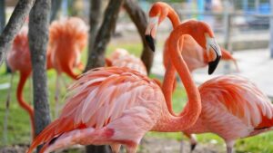 where to see flamingos in the Dominican Republic - featured image