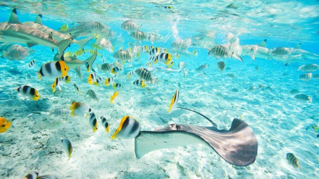 best snorkeling in Bora Bora - featured image