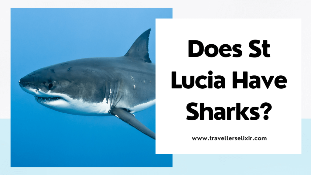 Does St Lucia Have Sharks? - featured image