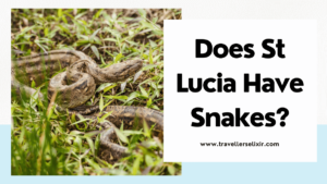 Does St Lucia have snakes - featured image