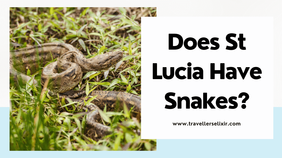 Does St Lucia Have Snakes? All You Need To Know