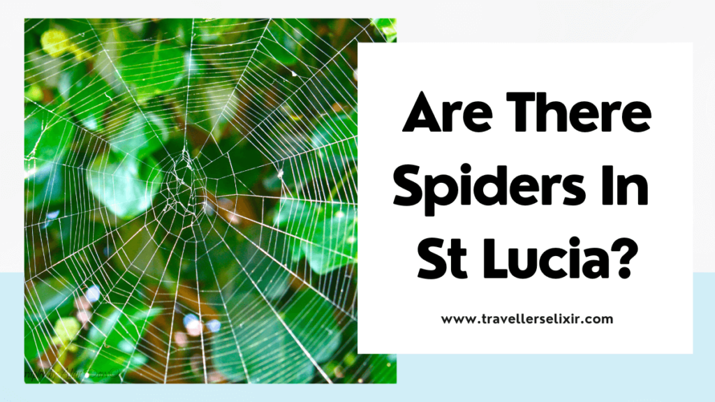 St Lucia spiders - featured image