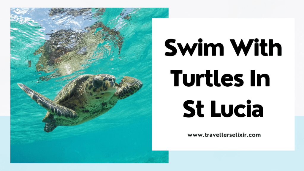 where to see turtles in St Lucia - featured image