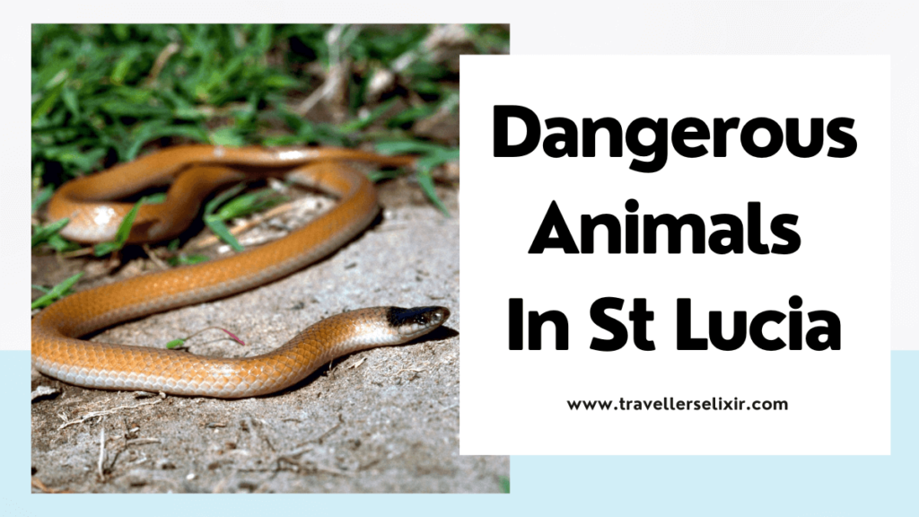 Dangerous animals in St Lucia - featured image