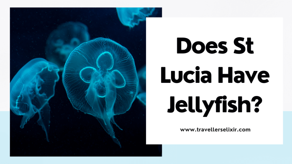 Does St Lucia have jellyfish? - featured image