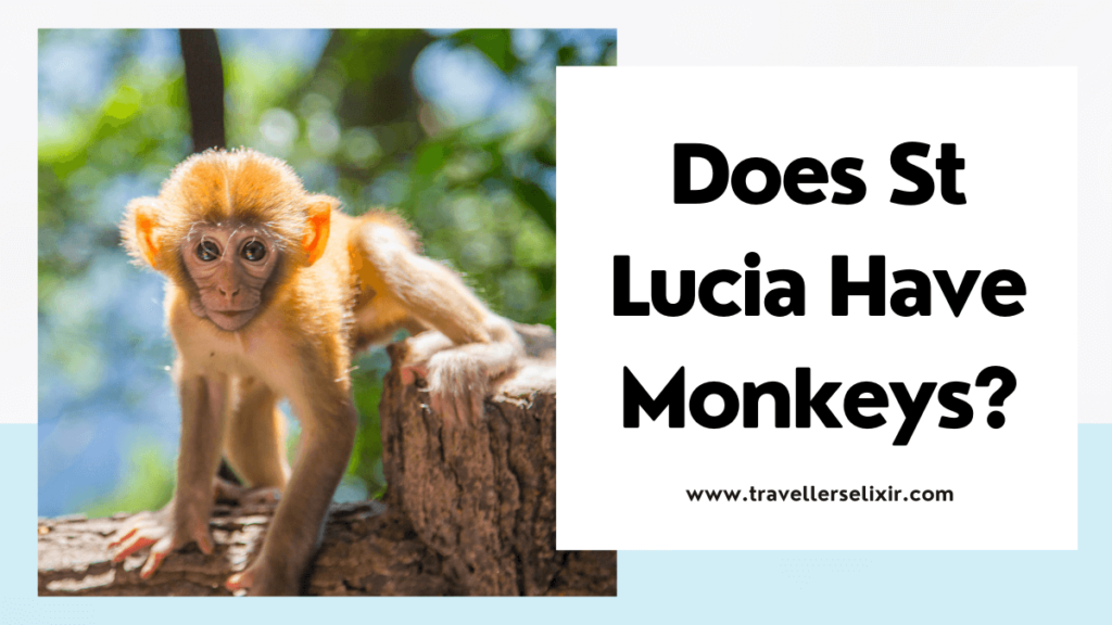 Does St Lucia have monkeys? - featured image