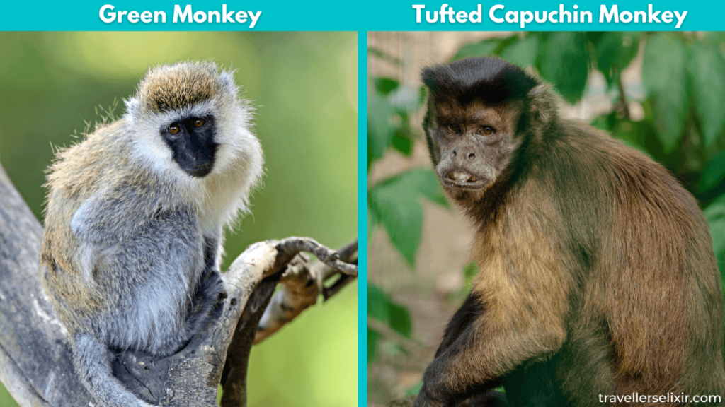 Image of green monkeys and tufted capuchin monkeys.