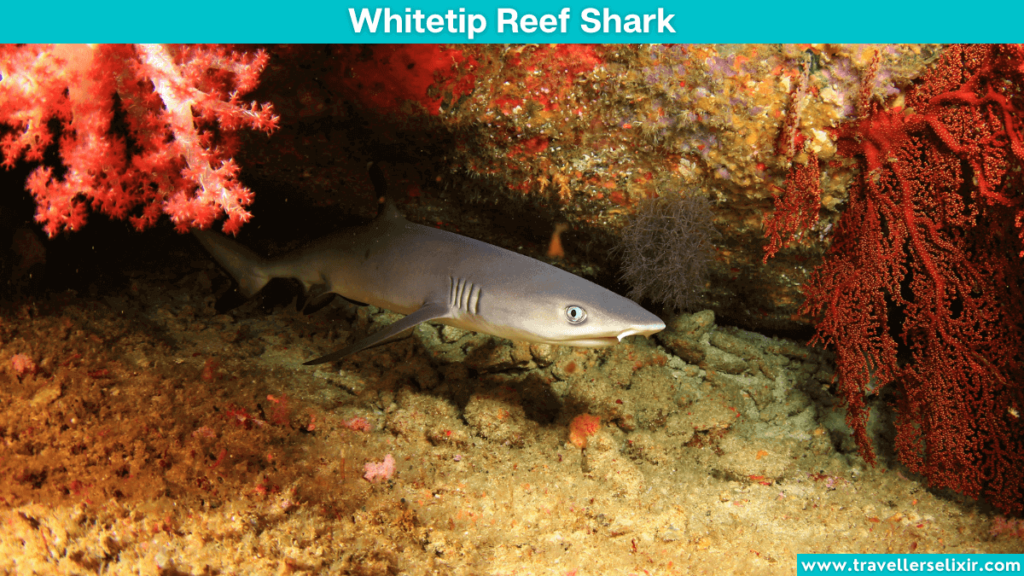 Image of a whitetip reef shark.