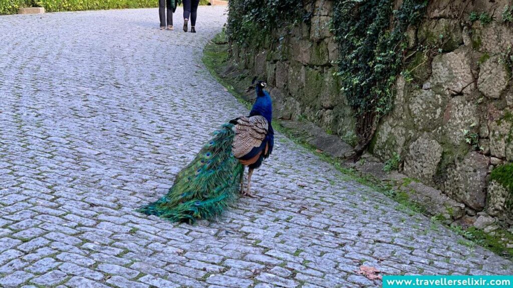 A peacock I saw wandering around Jardins do Palácio de Cristal.