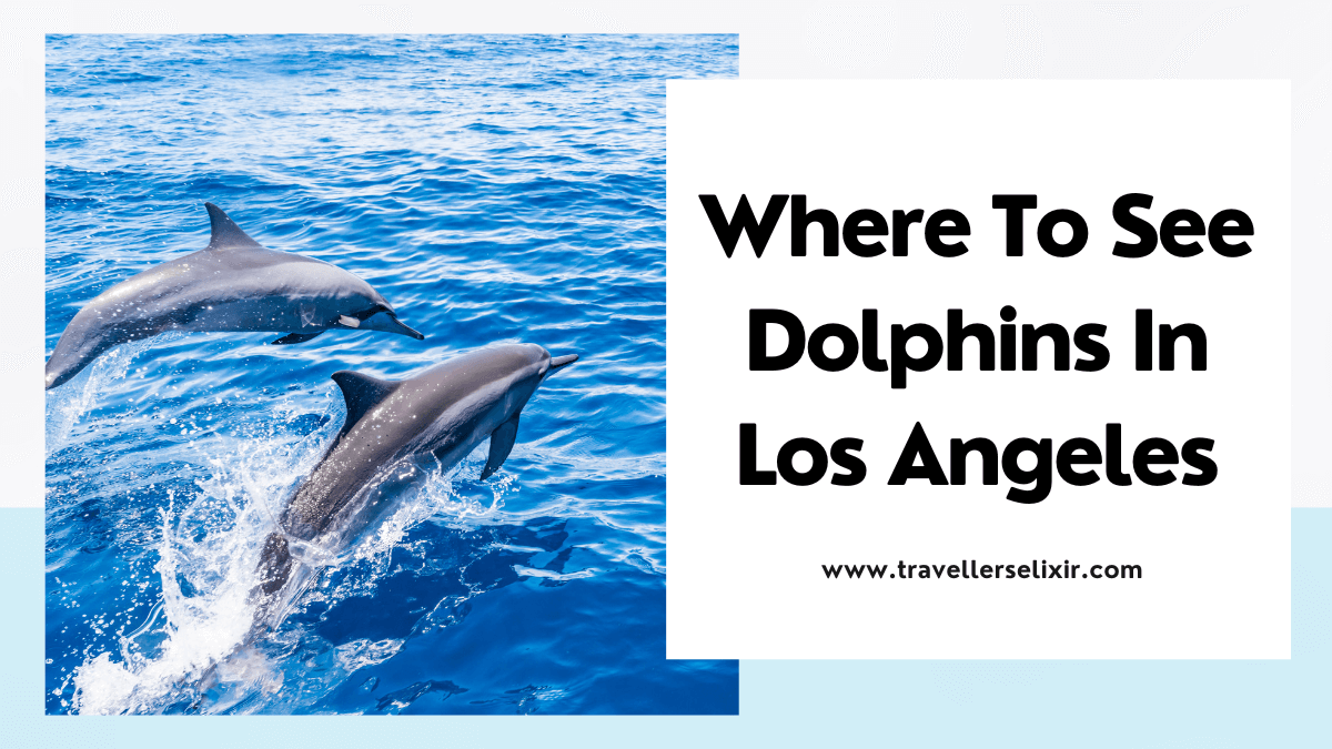 Where to see dolphins in Los Angeles - featured image