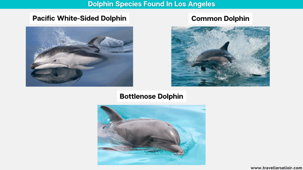 Different dolphin species found around Los Angeles, California.