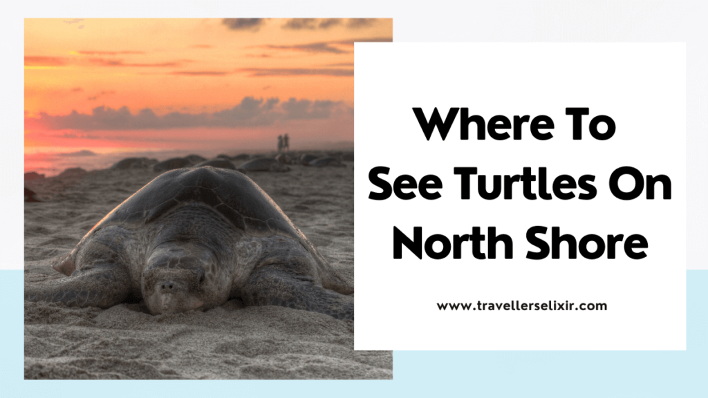 Best turtle beaches on Oahu North Shore - featured image