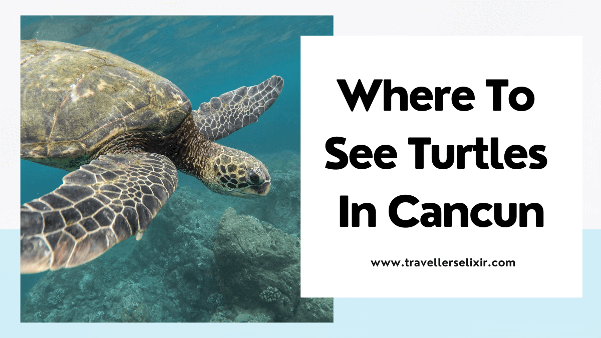 Where to see turtles in Cancun - featured image