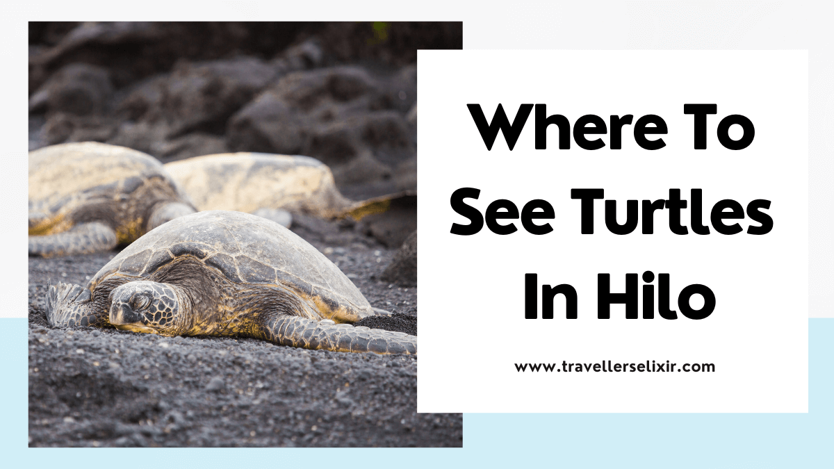 Where to see turtles in Hilo - featured image