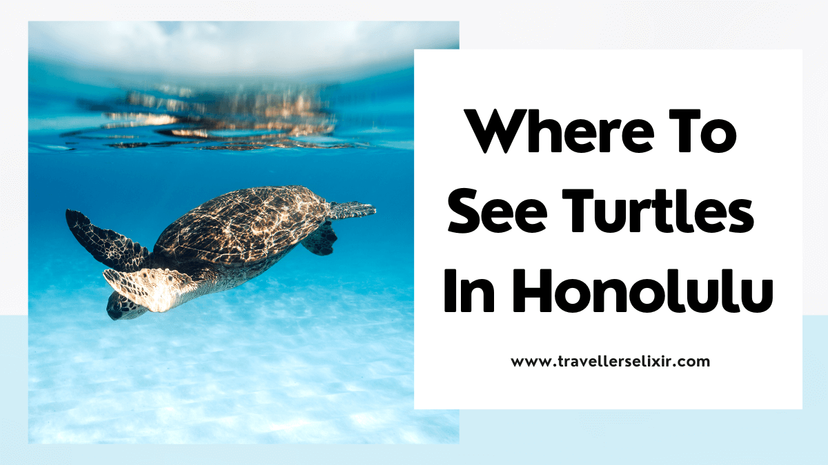 Where to see turtles in honolulu - featured image