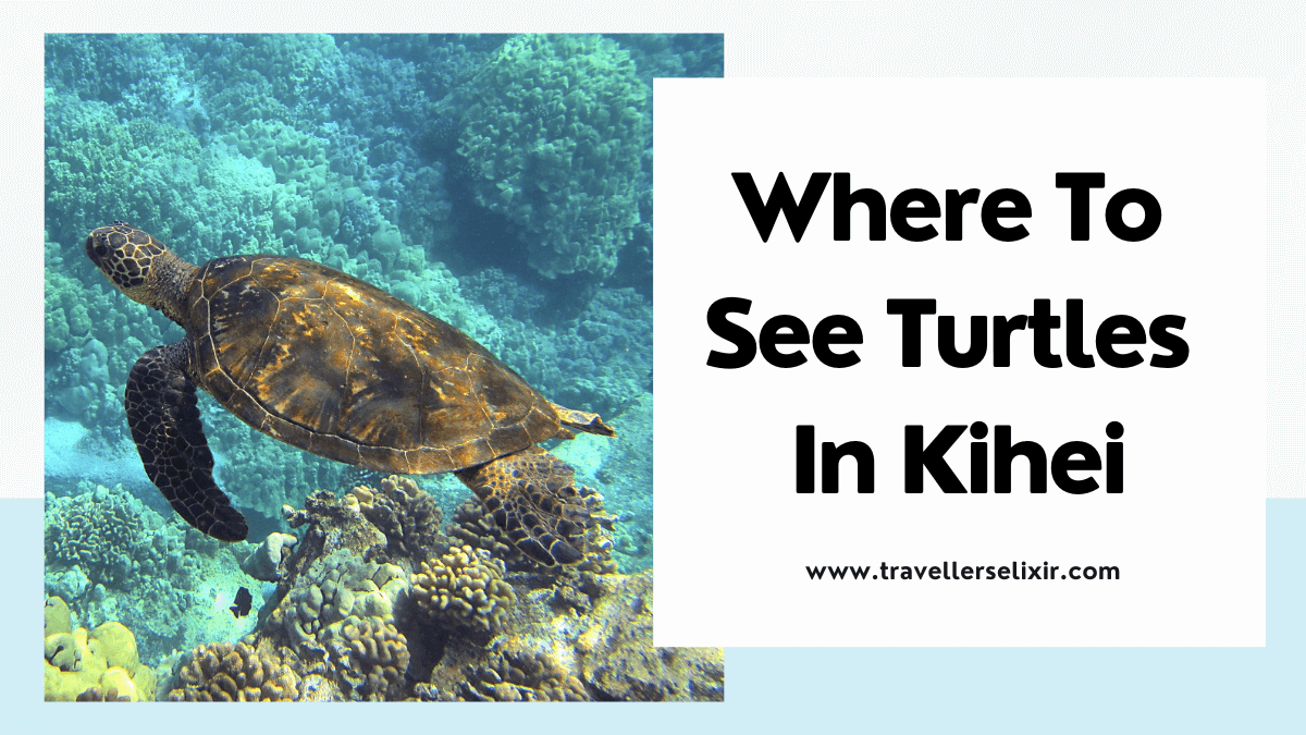 Where to see turtles in Kihei - featured image