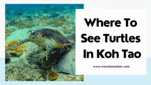 Where to see turtles in Koh Tao - featured image